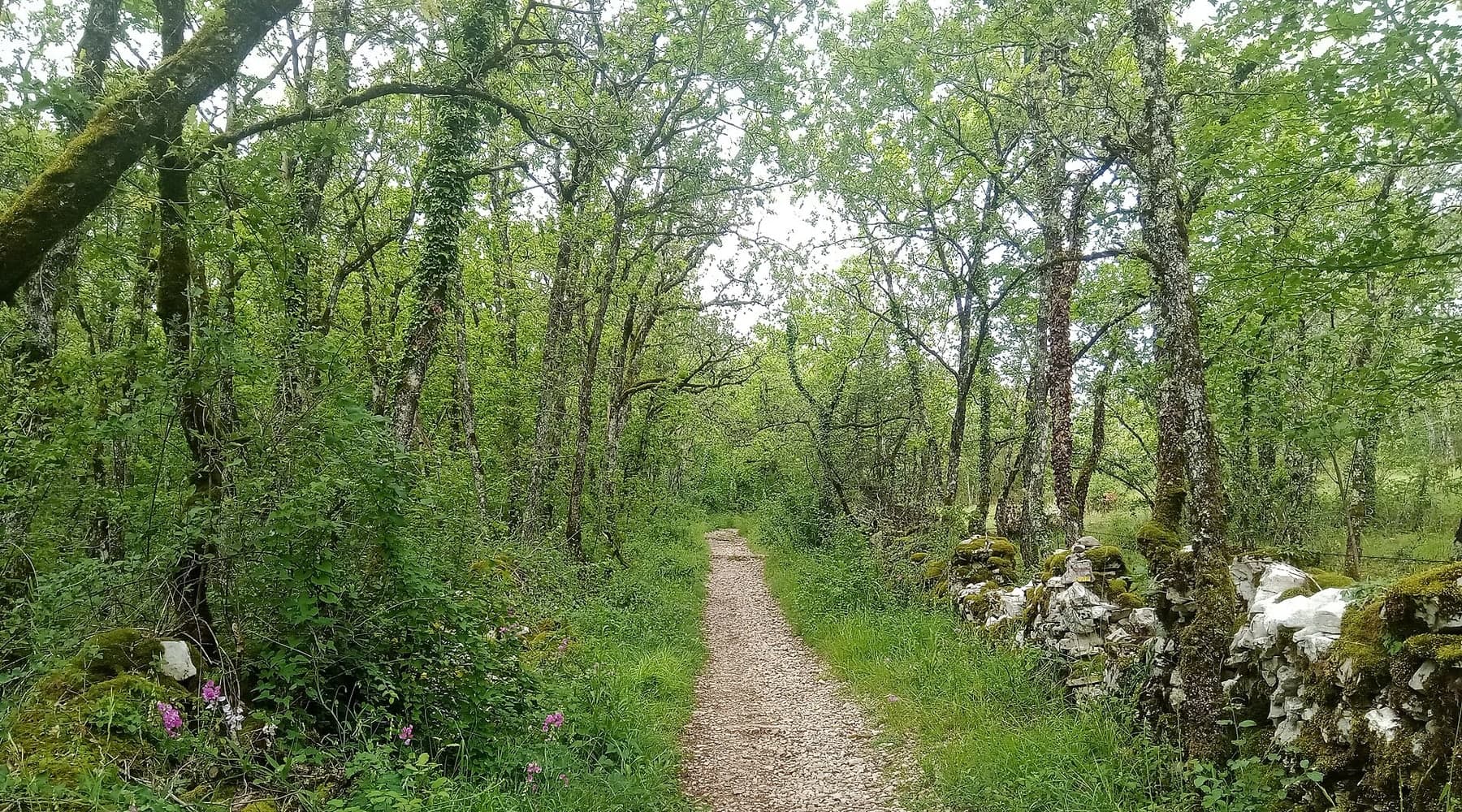 Lesní úsek Via Podiensis u Bédueru na GR65