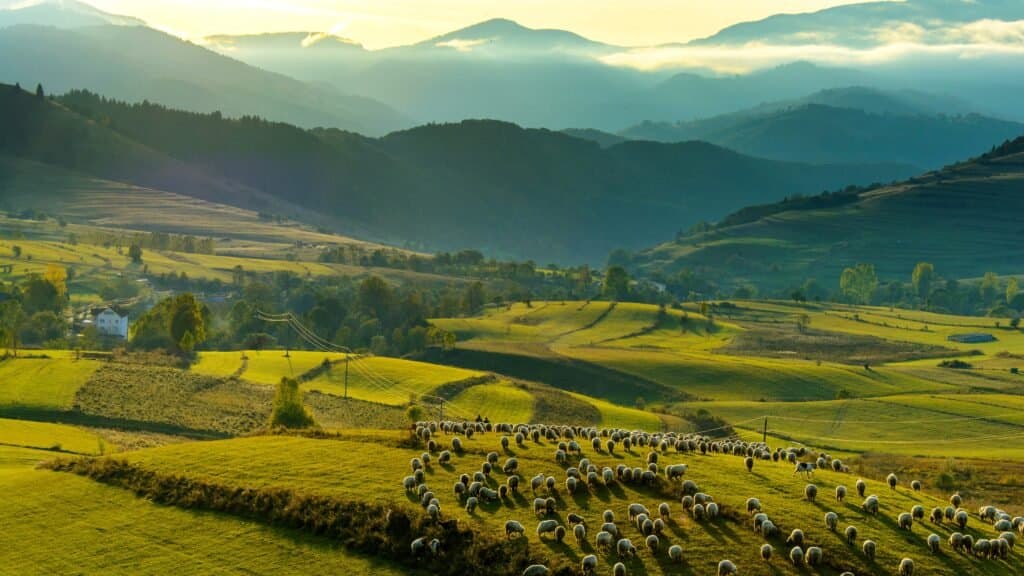 Zvlněná transylvánská krajina s pastvinami a horským horizontem