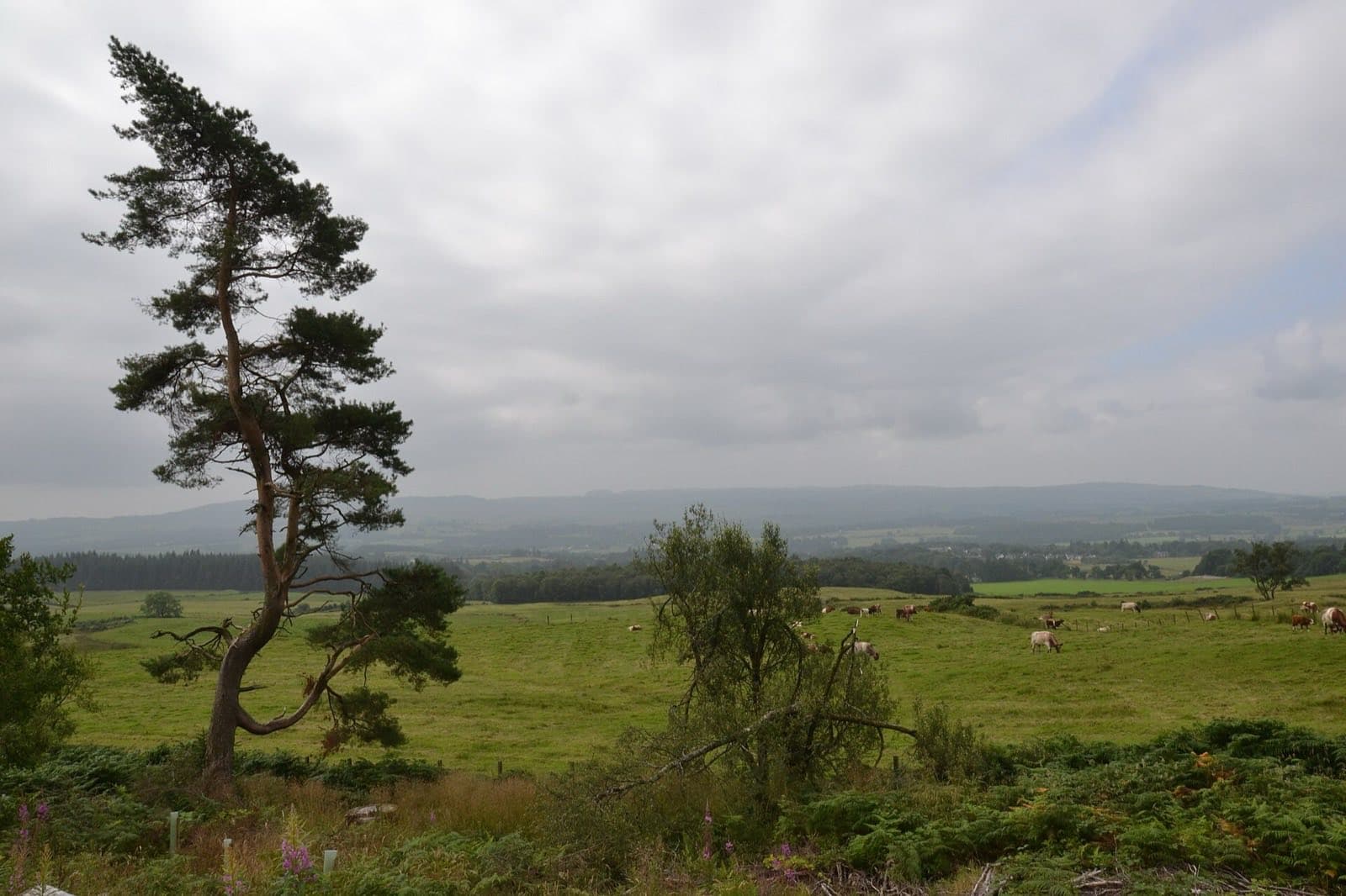 Pastviny a kopce Skotské vysočiny na West Highland Way severně od Drymenu